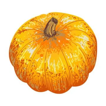 Vector isolated pumpkin. illustration of pumpkin for an autumn design Stock Illustration