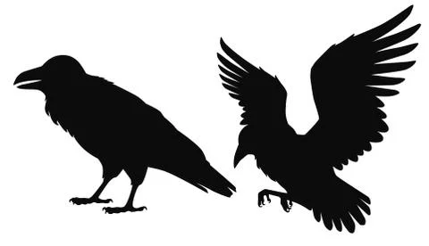 Vector isolated silhouettes of a sitting and flying ravens, crows.  Stock Illustration