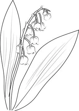 Vector isolated a simple minimal lily of the valley branch twig with flowers Stock Illustration