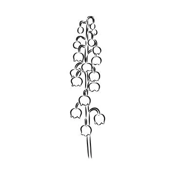 Vector isolated single lily valley branch colorless black and white contour l Stock Illustration