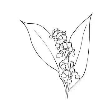 Vector isolated single lily valley branch colorless black and white contour l Stock Illustration