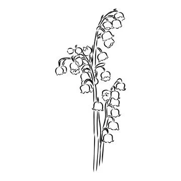 Vector isolated single lily valley branch colorless black and white contour l Stock Illustration