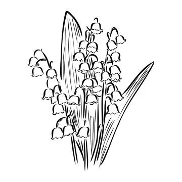 Vector isolated single lily valley branch colorless black and white contour l Stock Illustration