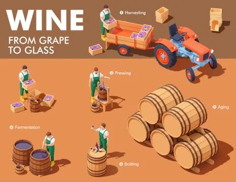 Vector isometric wine making process Stock Illustration