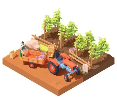 Vector isometric winemaker at vineyard harvest Stock Illustration