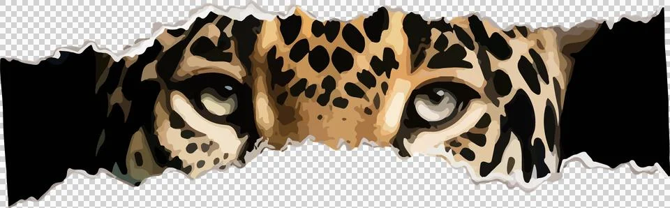 Vector jaguar face is peering through torn paper, spotted fur, jagged edges on Stock Illustration