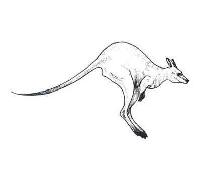 Vector kangaroo sketch Stock Illustration