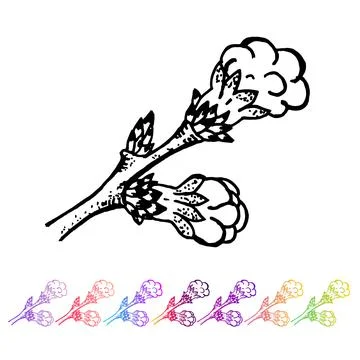 Vector Kidney bud black pattern in the plant design. Hand painted spring garden Stock Illustration