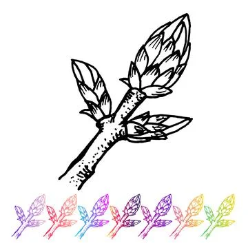 Vector Kidney bud black pattern in the plant design. Hand painted spring garden Stock Illustration