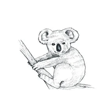 Vector koala illustration Stock Illustration