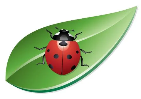 Vector ladybird on a leaf Illustrazione stock