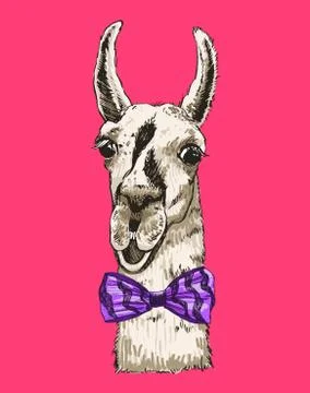 Vector lama head illustration. Llama or alpaca smiling hand drawn ink sketch Stock Illustration