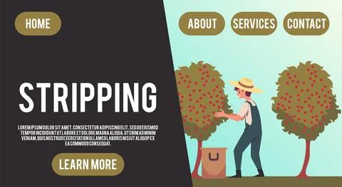 Vector landing page template with farmer is stripping coffee beans from tree. Stock Illustration