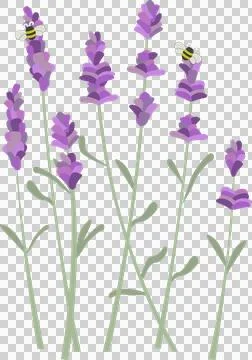 Vector lavender stems are bearing spikes with bees hovering on transparent Stock Illustration