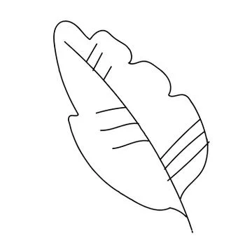 The vector leaf of the banana hand drawn. Tropical and botanical Stock Illustration