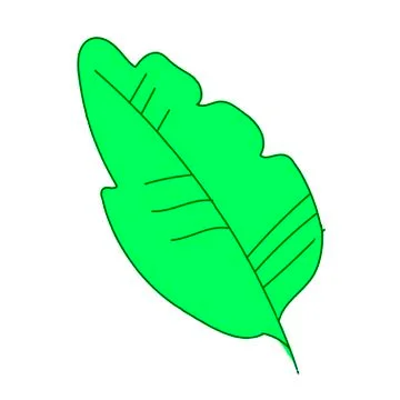 The vector leaf of the banana hand drawn. Tropical and botanical Stock Illustration