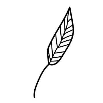 The vector leaf of the Calathea hand drawn. Tropical and botanical Stock Illustration