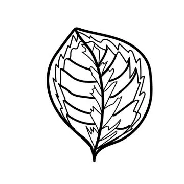 The vector leaf of the Calathea hand drawn. Tropical and botanical Stock Illustration