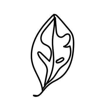The vector leaf of the Calathea hand drawn. Tropical and botanical Stock Illustration
