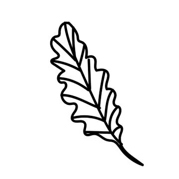 The vector leaf of the Calathea hand drawn. Tropical and botanical Stock Illustration