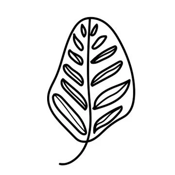 The vector leaf of the Calathea hand drawn. Tropical and botanical Stock Illustration