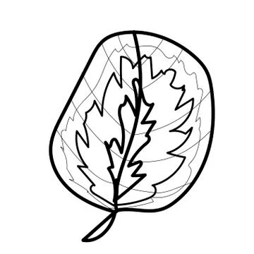 The vector leaf of the Calathea hand drawn. Tropical and botanical Stock Illustration