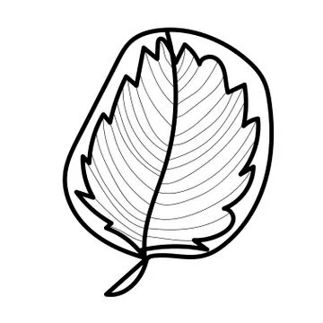 The vector leaf of the Calathea hand drawn. Tropical and botanical Stock Illustration