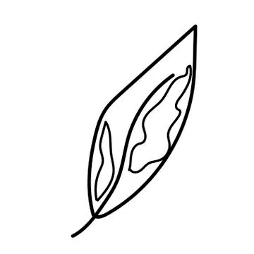 The vector leaf of the Calathea hand drawn. Tropical and botanical Stock Illustration