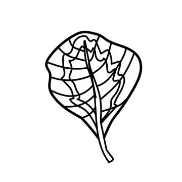 The vector leaf of the Calathea hand drawn.Tropical and botanical Stock Illustration
