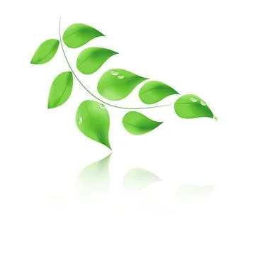 Vector leaf with drops and reflection. Stock Illustration
