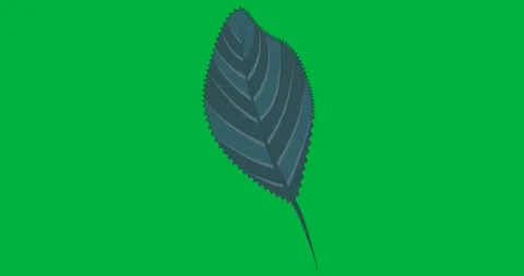Vector leaf floating on transparent backdrop, showcasing serrated teal layer for Stock Footage 317480160