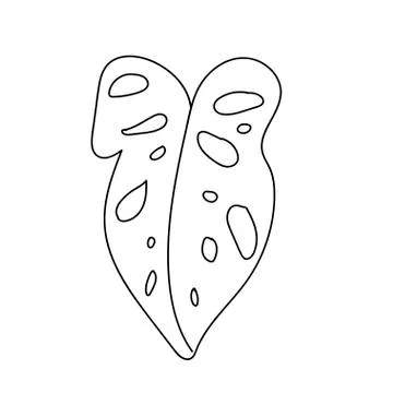 The vector leaf of the monstera hand drawn. Tropical and botanical Stock Illustration