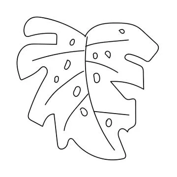 The vector leaf of the monstera hand drawn. Tropical and botanical Stock Illustration