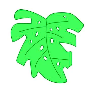 The vector leaf of the monstera hand drawn. Tropical and botanical Stock Illustration