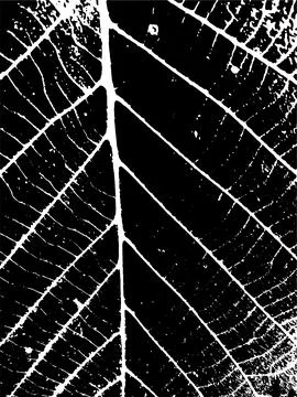 Vector leaf texture. Illustration with nature background Stock Illustration