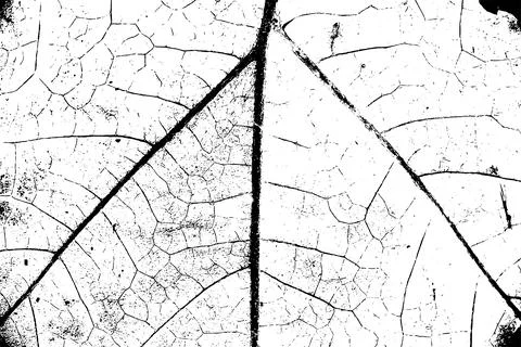 Vector leaf texture overlay with distressed grunge effect Stock Illustration