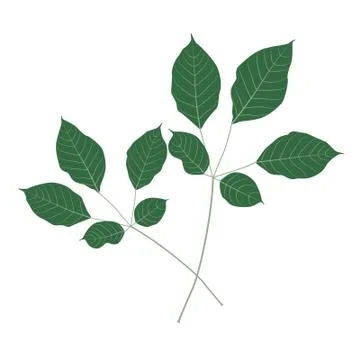 Vector leaf for your ideas Stock Illustration