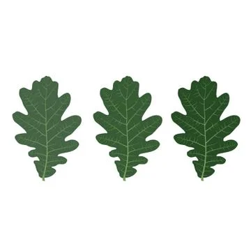 Vector leaf for your ideas Stock Illustration