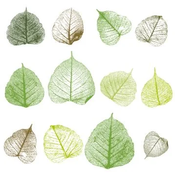 Vector leafs, isolated Illustrazione stock