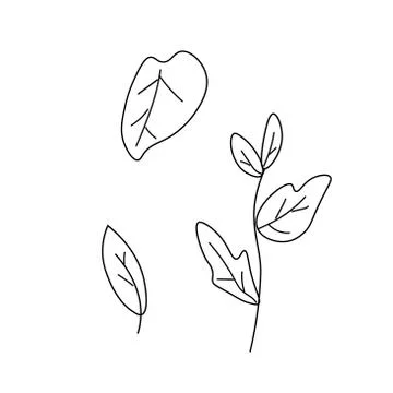 The vector leaves of the basil black line. Simple food and cooking illustrati Stock Illustration