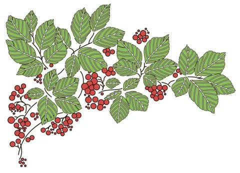 Vector leaves with red berries 스톡 일러스트