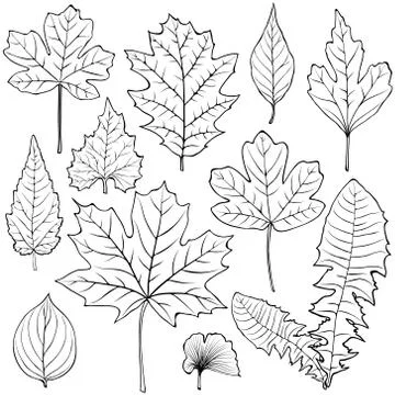 Vector leaves silhouette set Stock Illustration
