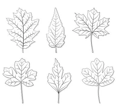 Vector leaves silhouette set Stock Illustration
