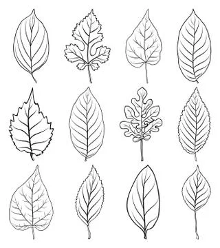 Vector leaves silhouette set isolated on white background Stock Illustration