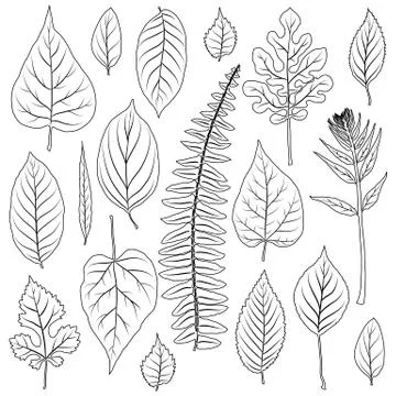 Vector leaves silhouette set isolated on white Stock Illustration