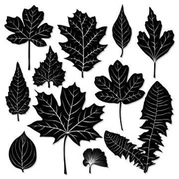 Vector leaves silhouette set on white background Stock Illustration