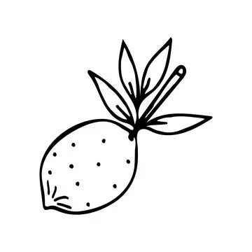 Vector lemon with a branch and leaves in doodle style Stock Illustration