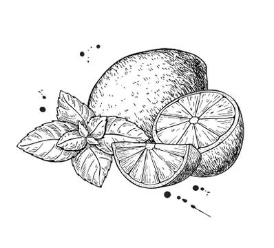 Vector lemons and mint. Isolated on white background. Stock Illustration