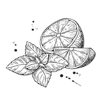 Vector lemons and mint. Isolated on white background Stock Illustration