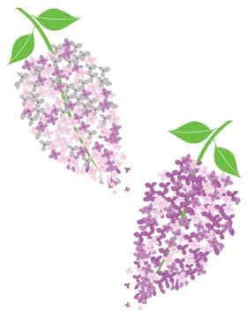 Vector lilac flowers イラスト素材
